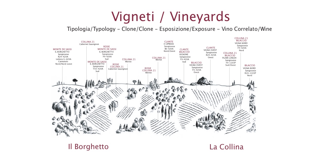 La mappa dei vigneti de Il Borghetto