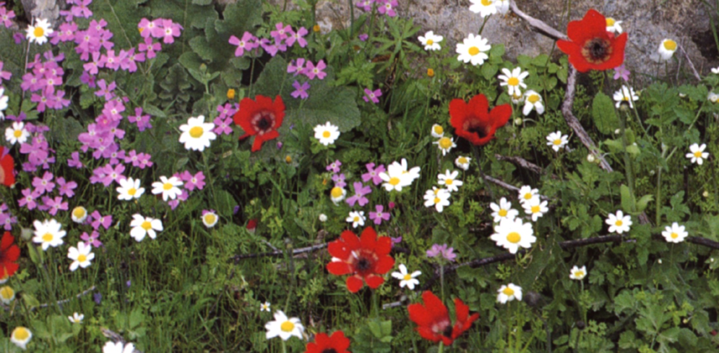 Il dettaglio dei fiori de Il Borghetto