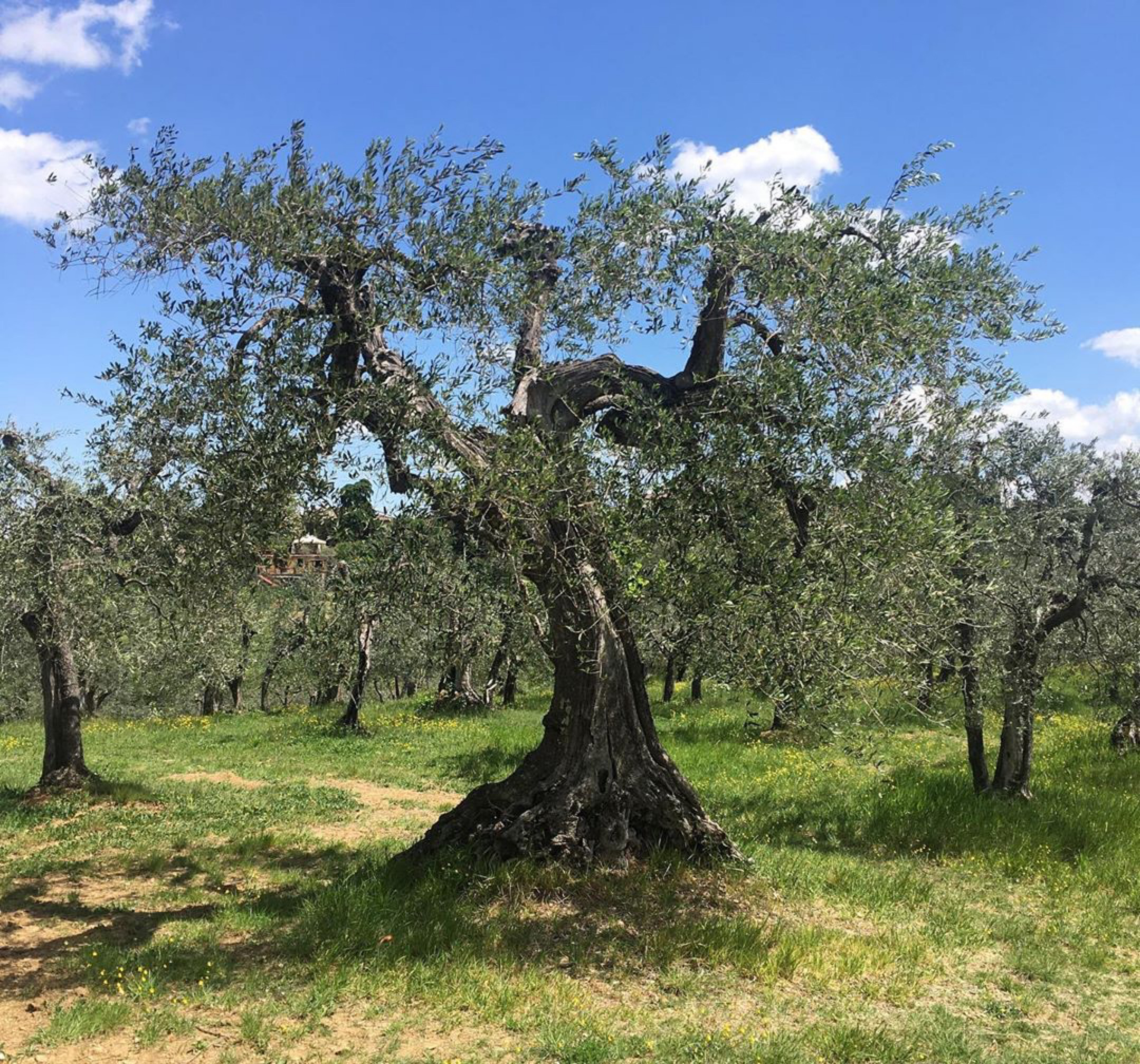 Centenary Olive Tree of Il Borghetto